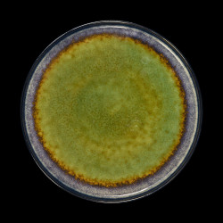 ТАРЕЛКА мелкая 10,5