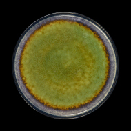 ТАРЕЛКА мелкая 10,5